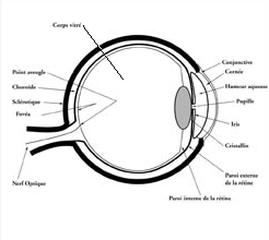 Human eye cross-section